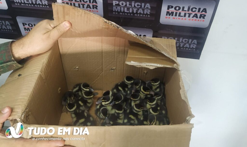 Ao todo, 24 filhotes foram resgatados | Foto: PMMA