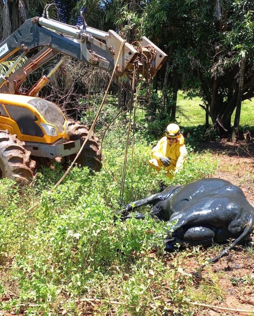 Vaca que caiu em fossa na zona rural