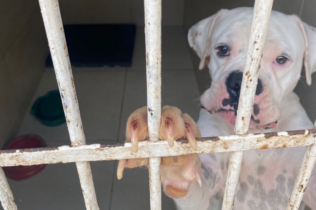 Operação Sanguessuga: MPMG investiga clínicas veterinárias que exploram cães para produção e venda de sangue