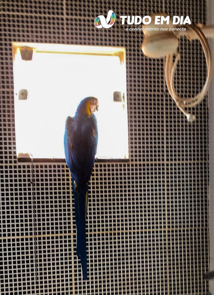 Arara-canindé foi colocada no banheiro da residência para evitar que fosse atacada por animais