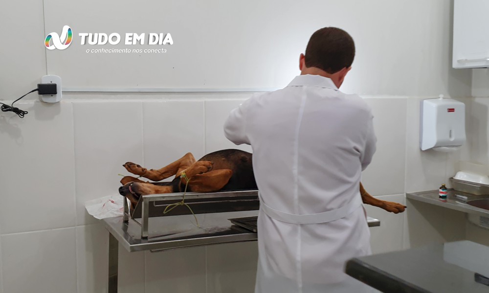 Márcio Filho, médico veterinário, durante cirurgia | Foto: Arquivo/Tudo Em Dia