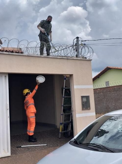 Cobra cipó é capturada em residência em Ituiutaba | Foto: PMMA