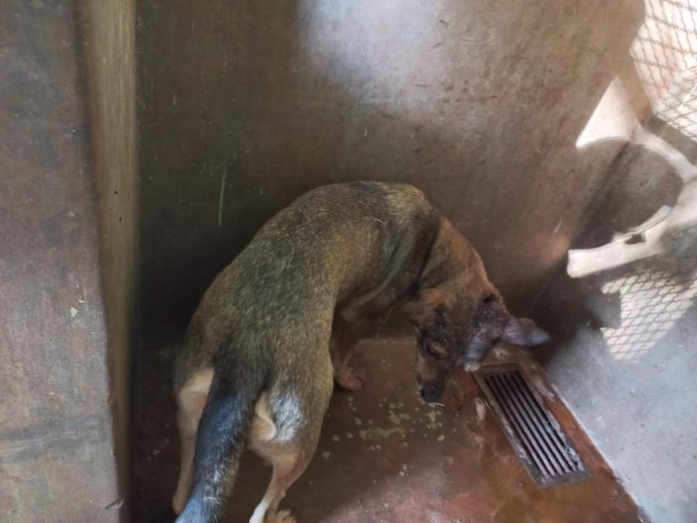 Animal foi agredido de forma violenta com pauladas na cabeça | Foto: PMMA/Divulgação