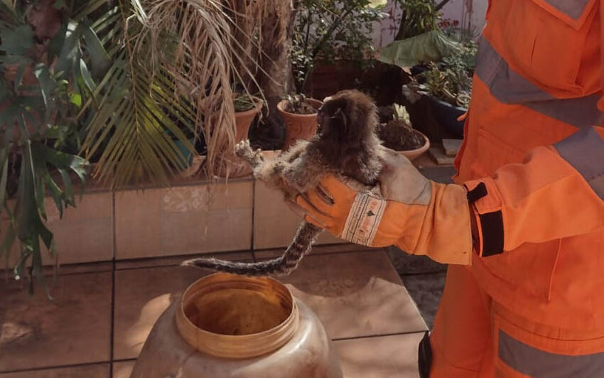 Ituiutaba: bombeiros resgatam mico-estrela eletrocutado