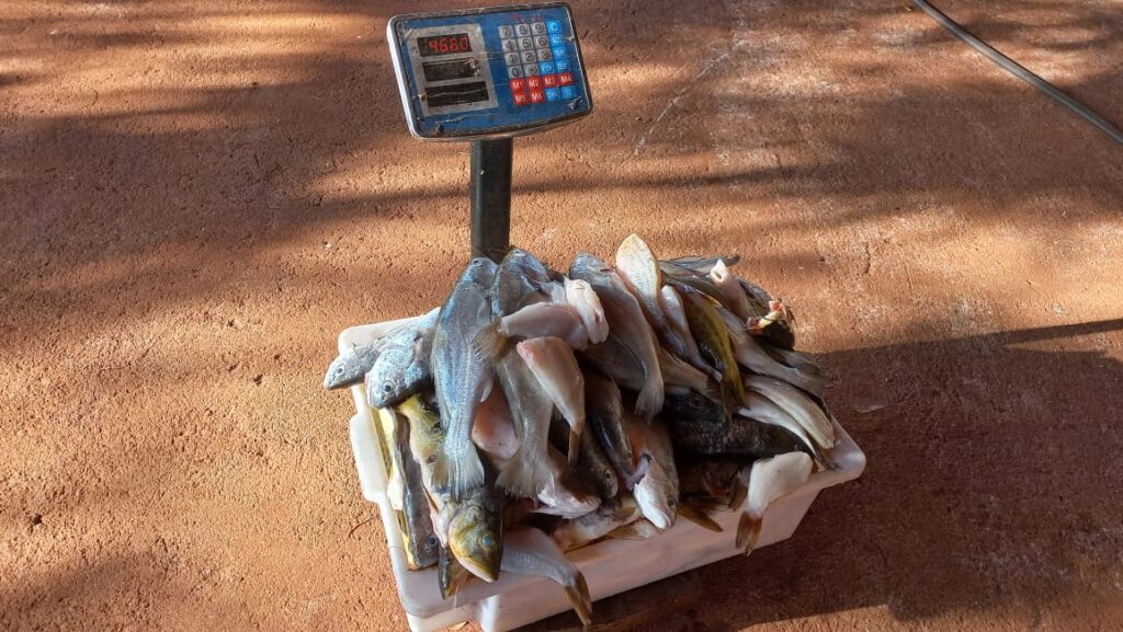 Ao todo, quase 47kg de pescado foram apreendidos pela PMMA | Foto: Divulgação