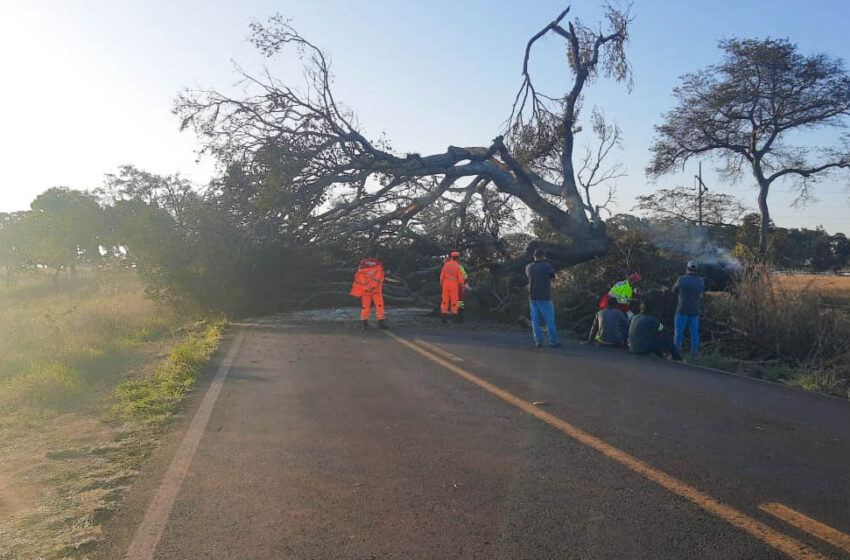  Queda de árvore: rodovia que liga Gurinhatã à BR-365 está interditada