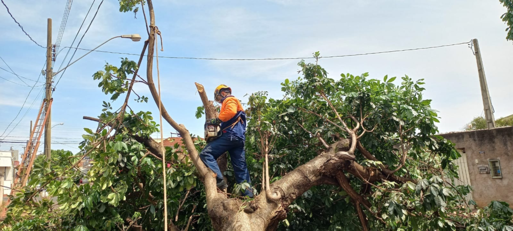Árvore caiu na Avenida 15, no Centro de Ituiutaba | Foto: Bombeiros/Ituiutaba