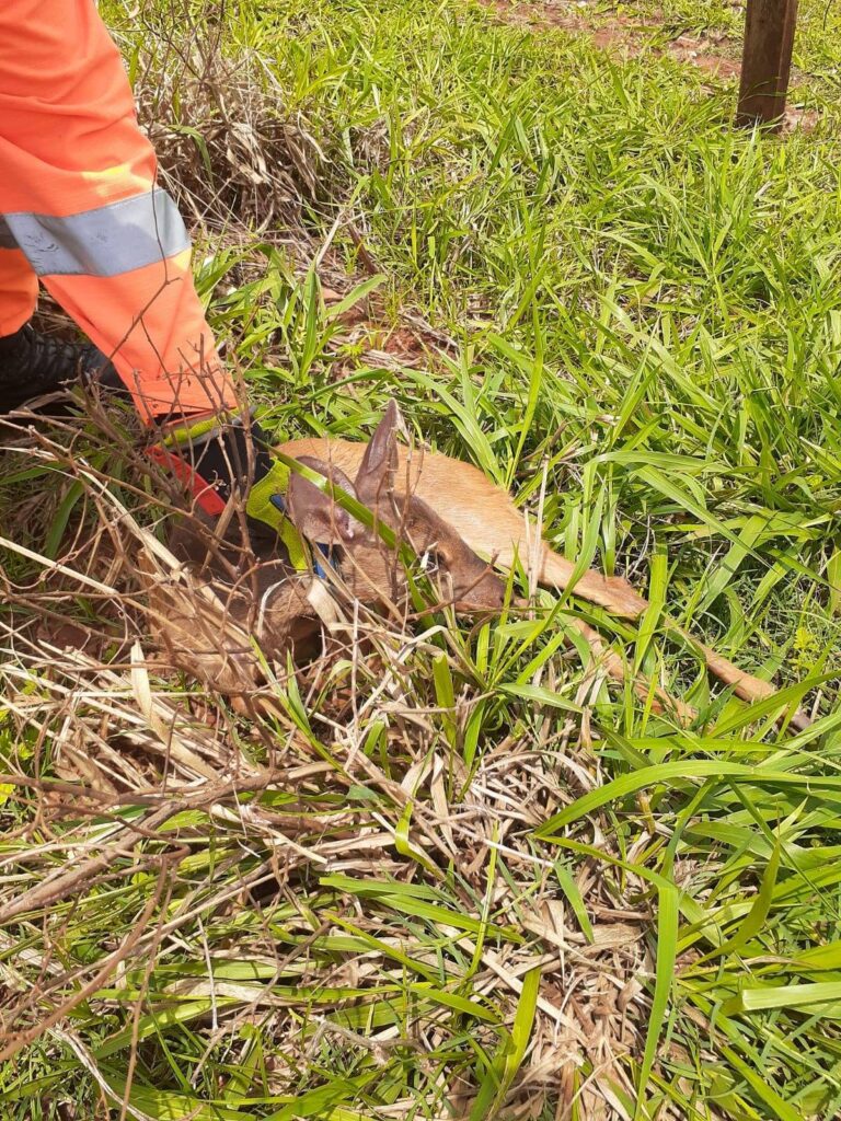 Filhote de veado foi encontrado no Novo Tempo II | Foto: Bombeiros/Divulgação