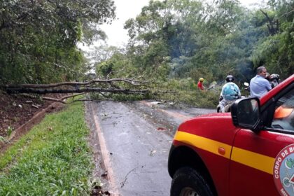 Ituiutaba/Capinópolis: rodovia MGC-154 fica interrompida após queda de árvore
