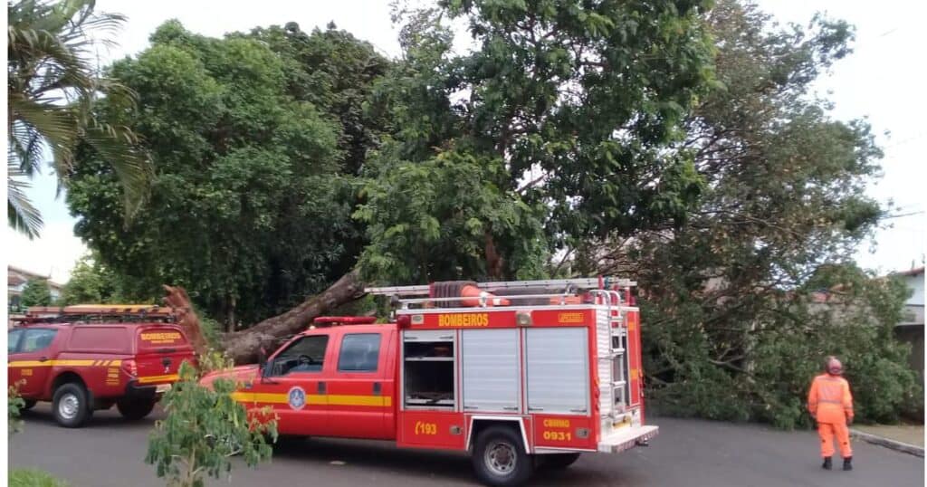 Árvore tinha cerca de 20 metros e caiu sobre a rede elétrica — Foto: Bombeiros