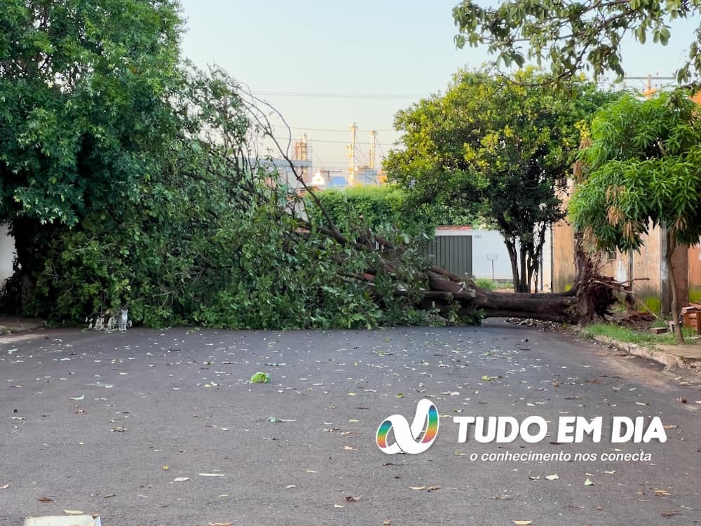 Árvore cai na Avenida 115, no Bairro Alvorada | Foto: Paulo Braga
