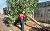 Bombeiro realiza corte de árvore que caiu em frente residência em Ituiutaba