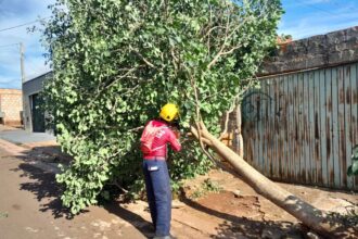 Bombeiro realiza corte de árvore que caiu em frente residência em Ituiutaba