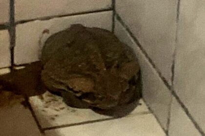 Sapo gigante foi encontrado no banheiro da residência — Foto: Bombeiros/Divulgação