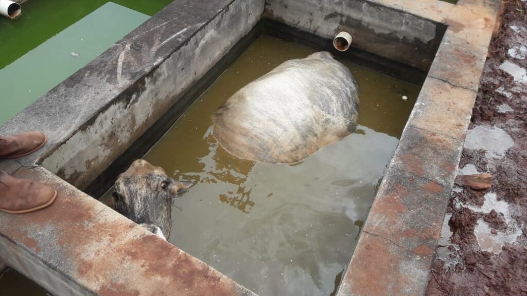 Vaca caiu em tanque de água em uma planta industrial desativada