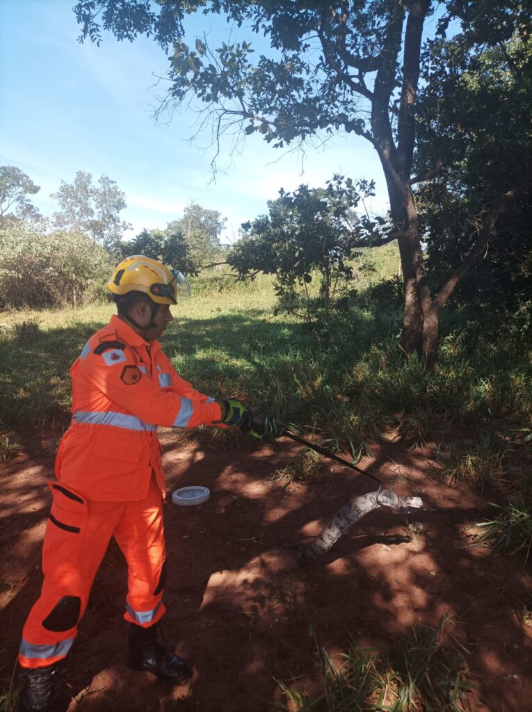 Bombeiros capturam jiboia de 2m em Ituiutaba