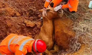 Cavalo cai em buraco em Muzambinho (foto: Divulgação/CBMMG)