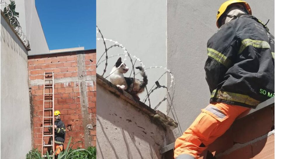 Bombeiros de Ituiutaba resgataram gato preso em concertina