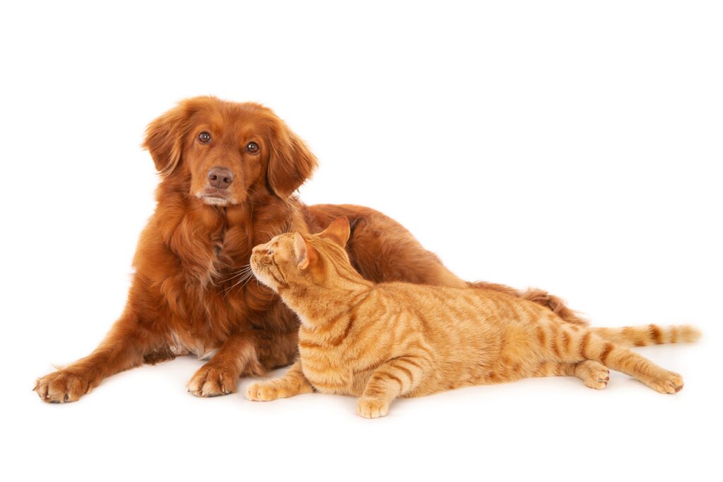 Cão e gatos são acometidos por várias patologias 